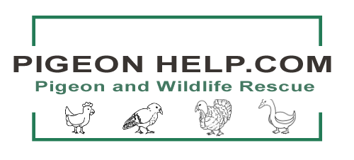 PigeonHelp.com