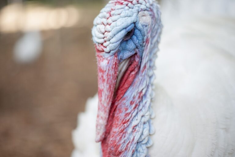 Larry the turkey showing his gorgeous blue colors