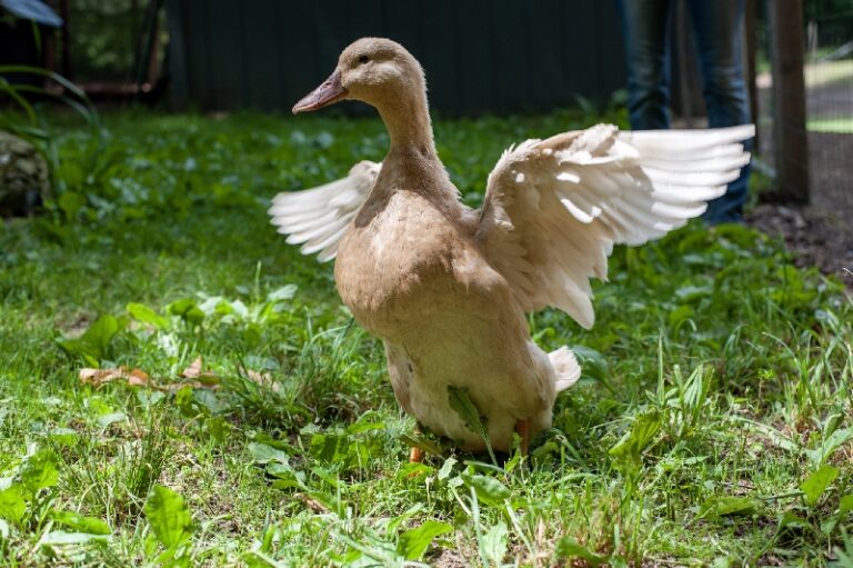 Amelia the buff duck at PigeonHelp.com