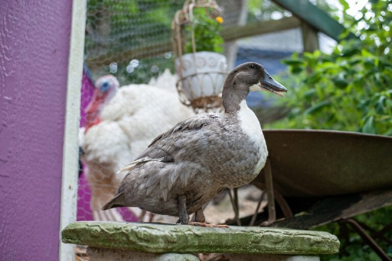 Savana the duck quacking on her bench