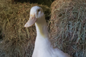 Jeremy a rescue white layer duck