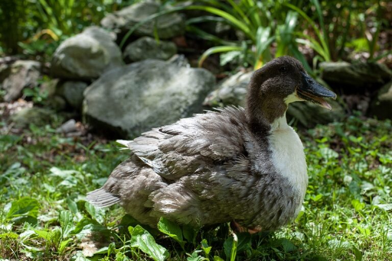 Savanah the Blue Swedish Duck enjoying a Sunny Day Outside