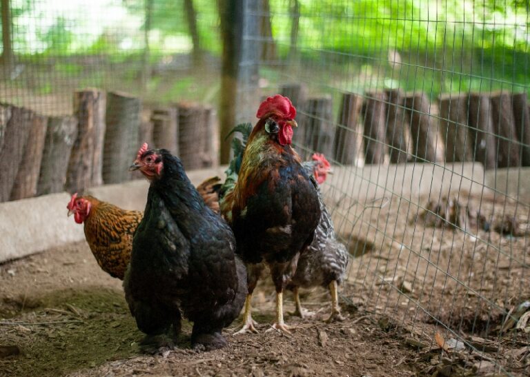 Alfie and his loyal hens scoping the land for goodies