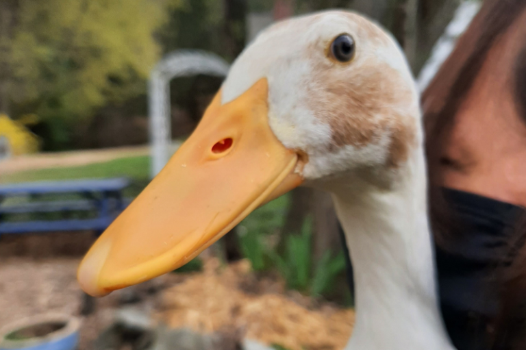 Magdalena the fawn and white runner rescue duck