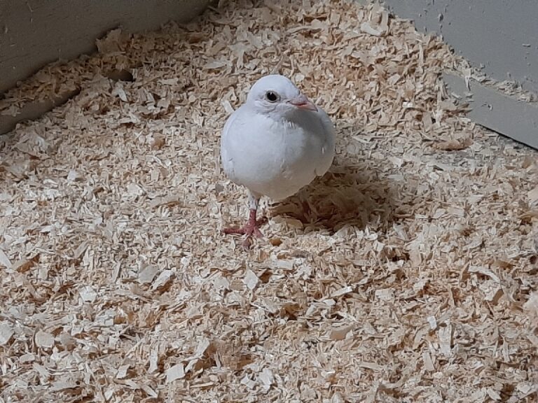 One of our little rescue pigeons