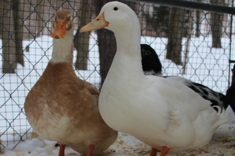 Jeremy (White Duck) and one of his girls Butterscotch (fawn)