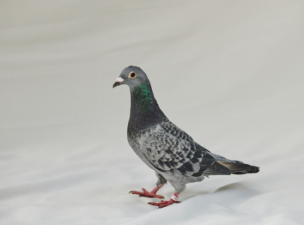 Friendship, a blue bar ex-racing pigeon posing for the camera