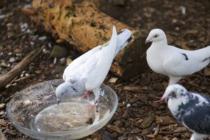 Dennis the galacian highflier pigeon going for a swim