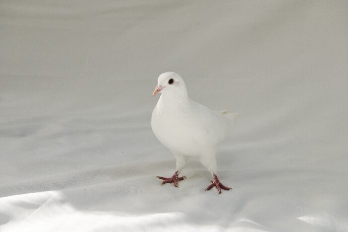 Dove release pigeon Aspen safe in the aviary