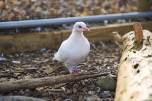 Sunshine the dove release rescue