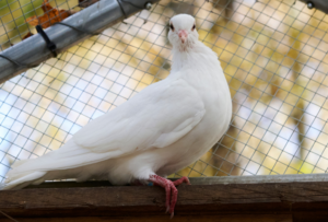 Sunshine the white homing pigeon perching over the aviary door