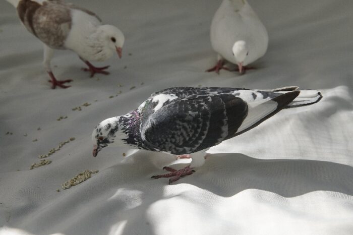 Rescue pigeon Harley getting a snack