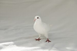 Aspen is a bird rescued after getting lost during a dove release