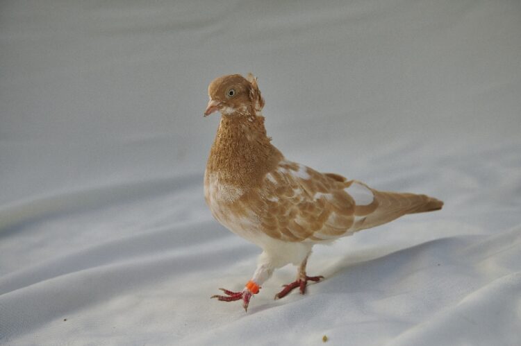 Nutella the fancy pigeon is looking stylish