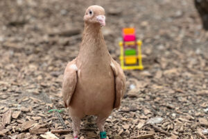 Pecan walking around the aviary just being great.