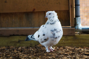 Fancy pigeon Buckbeak showing off (rightfully so) inside the aviary.