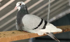 Penguin chilling on a perch in the aviary.