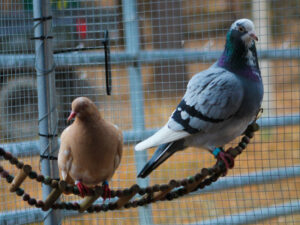 Chive sitting on a perch with husbird Penguin