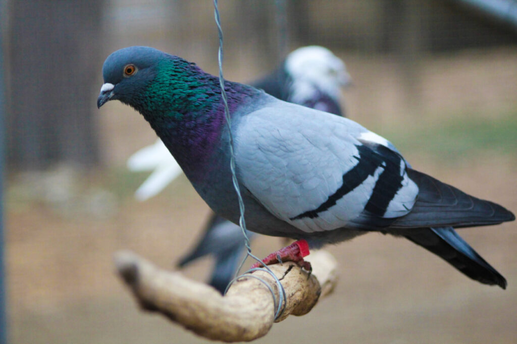 Eddie on a perch in the aviary