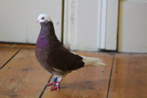 Valiant looking dashing inside. She has a reddish brown body with a white head like a bald eagle and short white pantaloons.