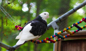 Buddy an adorable birmingham roller is sitting on a colorful ladder perch.