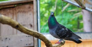 Potion is being his kooky self while showing off how he can get on his favorite perch. The perch is a branch that has been hung in the air. Potion is a pigeon with a grey/green body and black wings that have grey speckles.