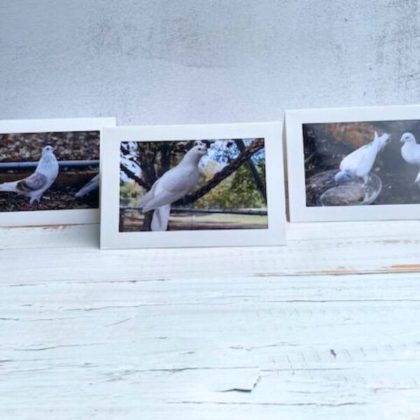 Pigeon Card Sets