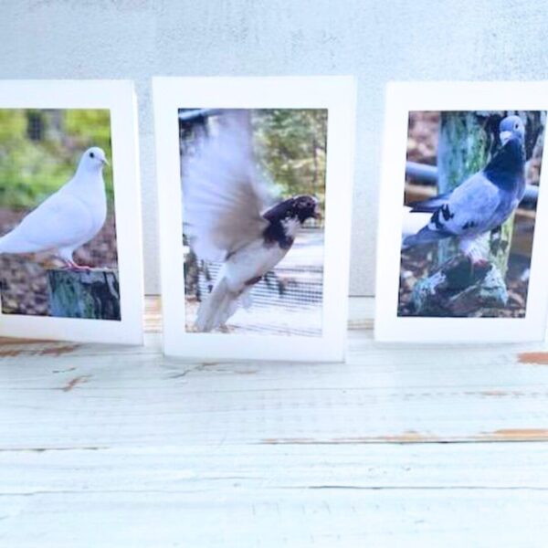 Pigeon Card Sets - Image 2