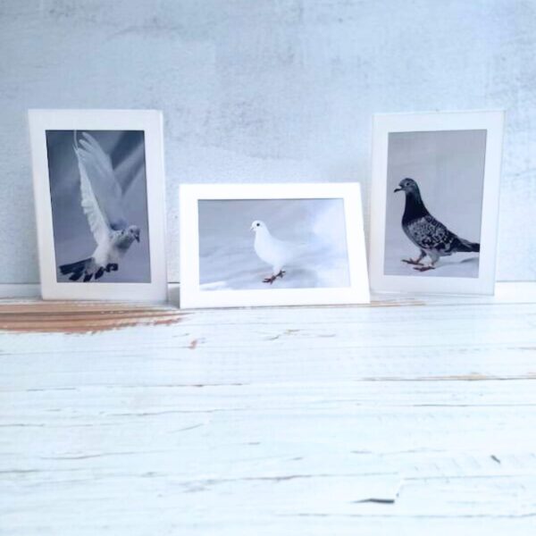 Pigeon Card Sets - Image 3